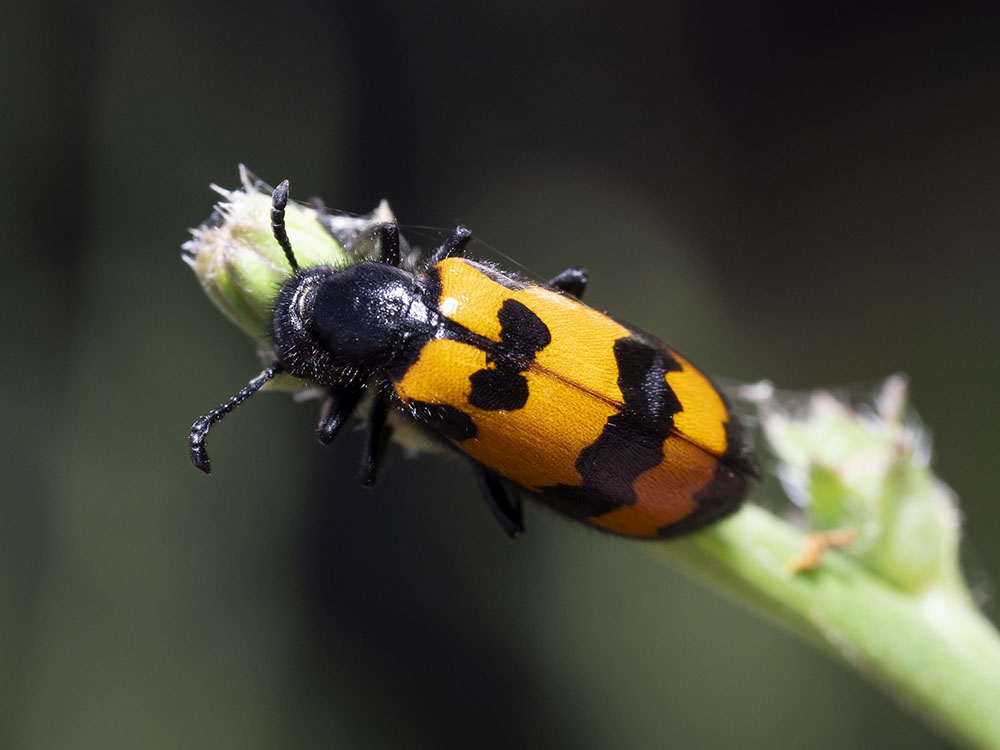 Meloidae: Mylabris variabilis